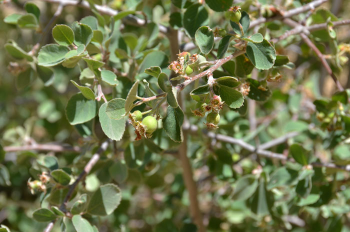 Amelanchier utahensis, Utah Serviceberry